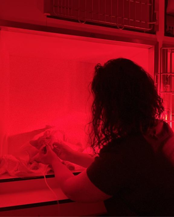 Zona de hospitalización de gatos para el postoperatorio
