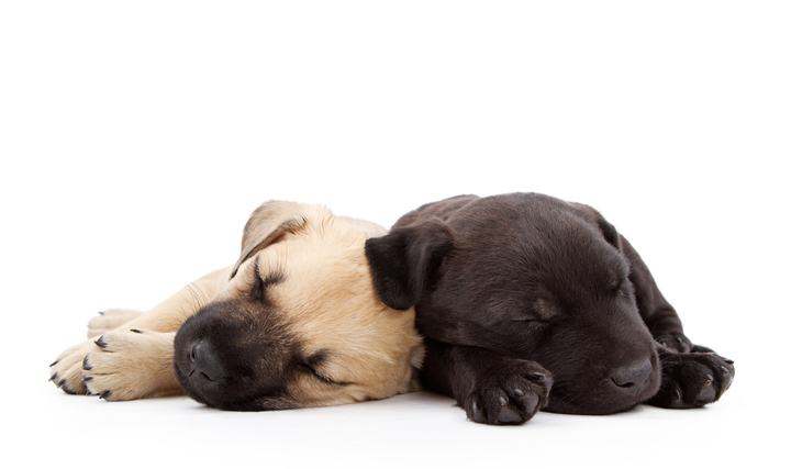 Dos cachorros durmiendo juntos