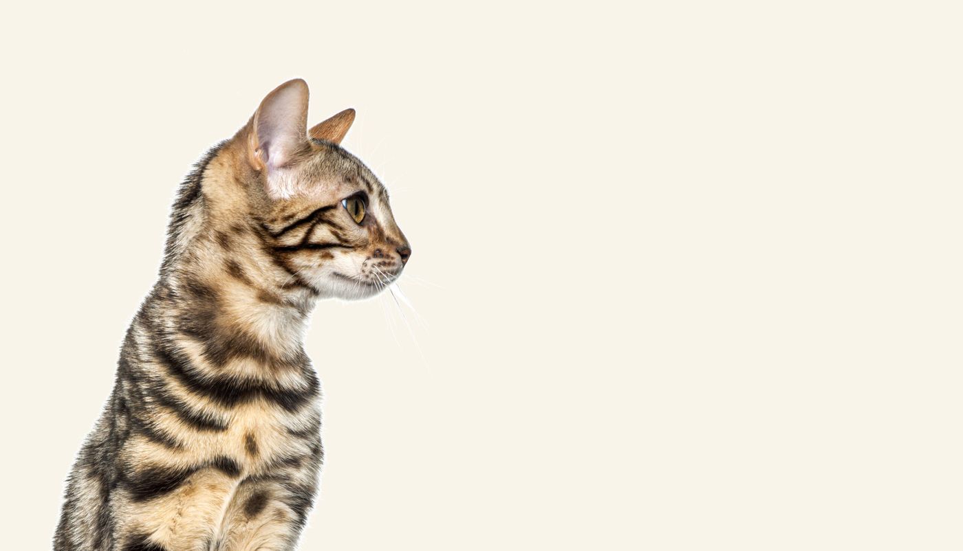 Gato bengalí sentado mirando con atención