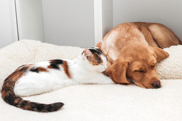 Gato y perro tumbados juntos