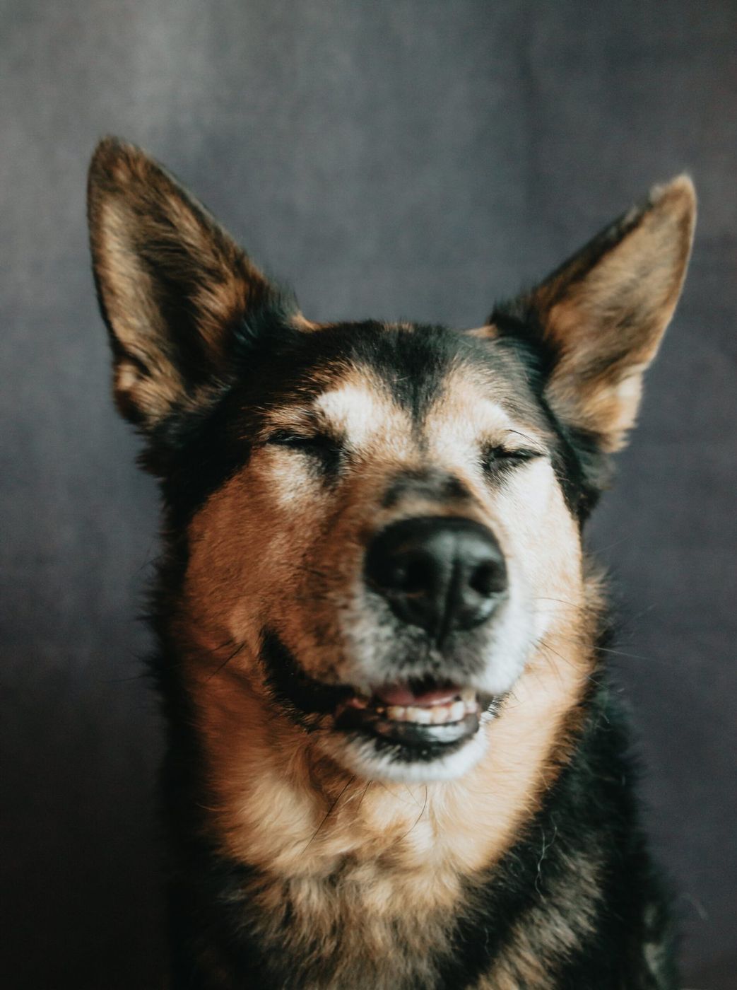 Perro pastor alemán con expresión feliz