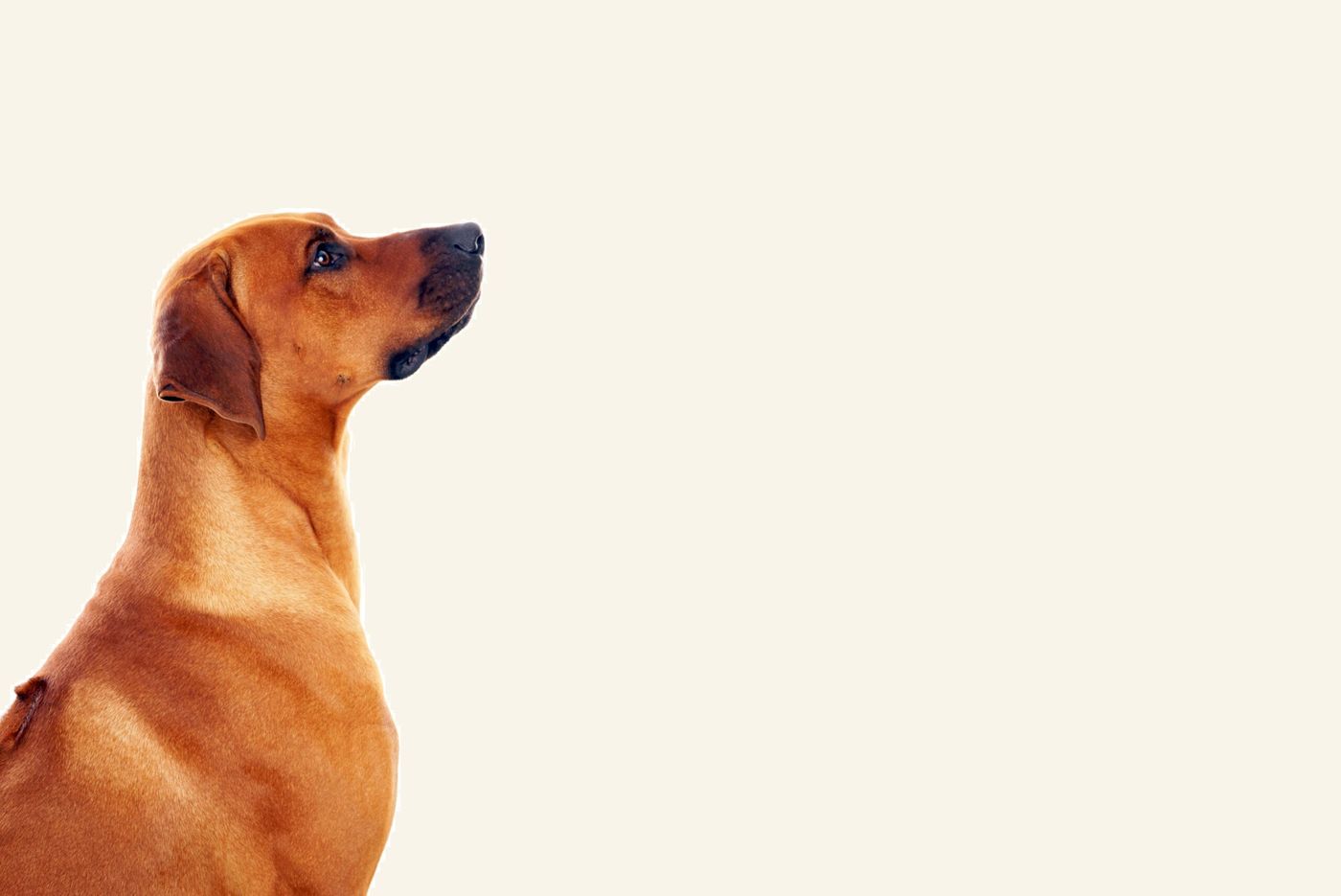 Perro de color canela de perfil