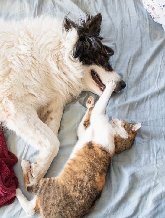 Perro y gato descansando juntos en la cama