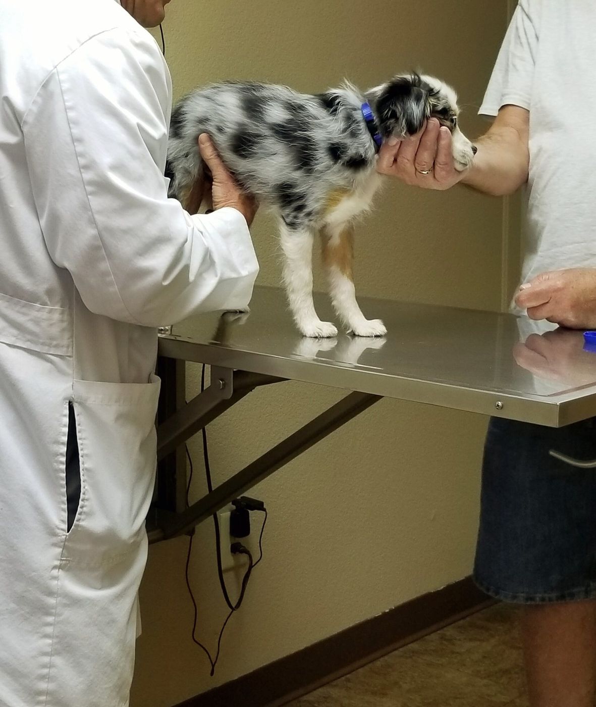 Revisión veterinaria de un cachorro