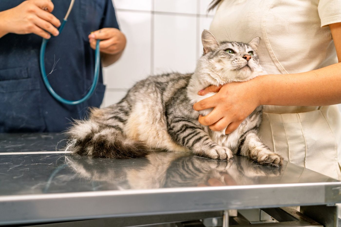 Veterinarios explorando a un gato en la mesa de consulta