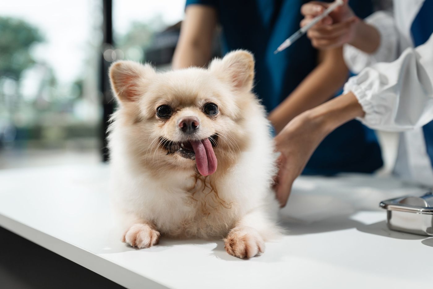 Veterinarios revisando a un perro pequeño en la mesa de consulta