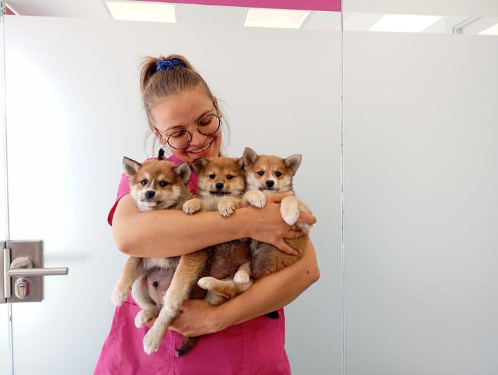 Auxiliar veterinaria con tres cachorros en brazos