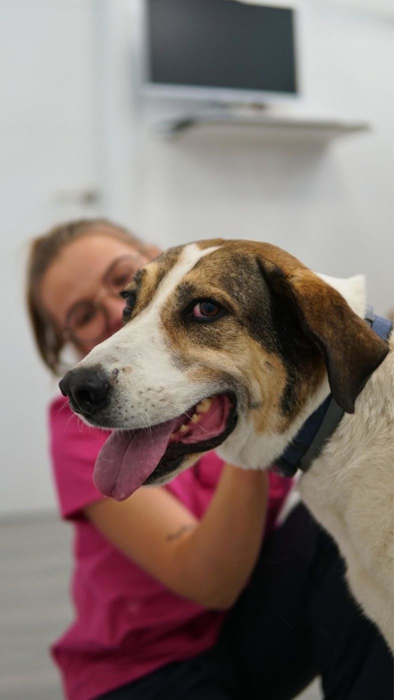 Auxiliar veterinaria abrazando a un perro paciente