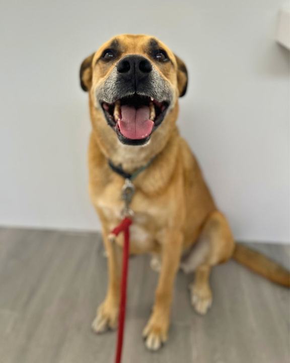 Perro paciente sonriendo en la clínica veterinaria de Aluche