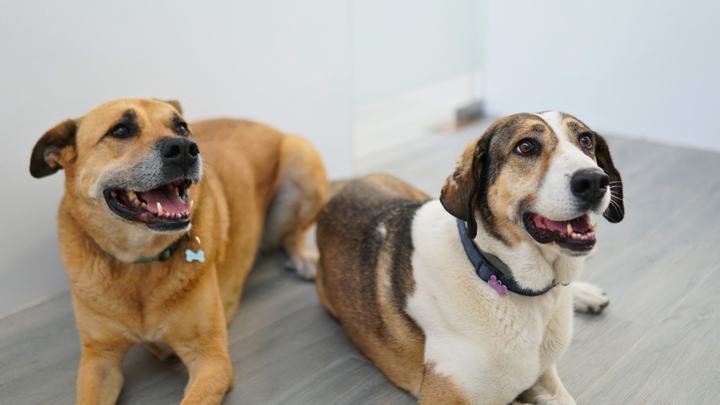 Dos perros pacientes tumbados en la clínica