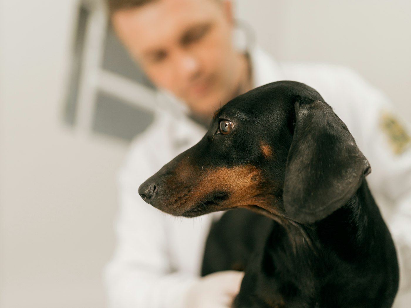 Veterinario atendiendo a un perro en consulta