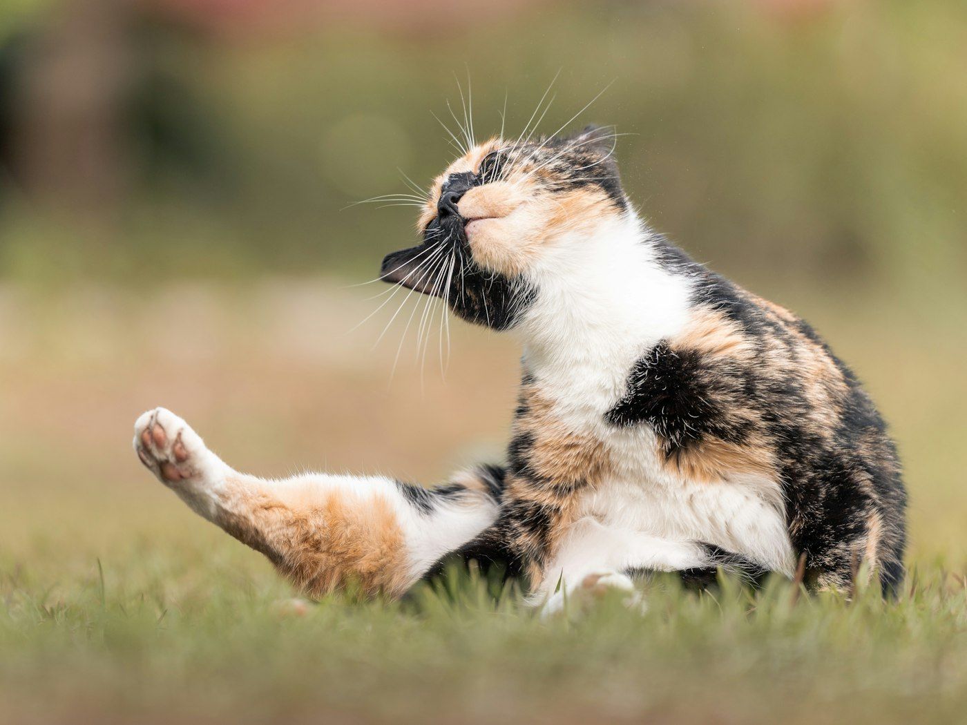 Gato rascándose en el césped