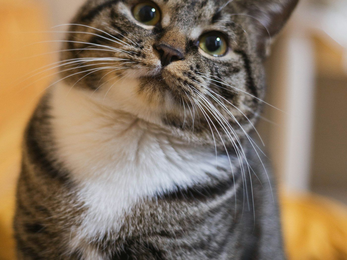 Gato adulto mirando con atención