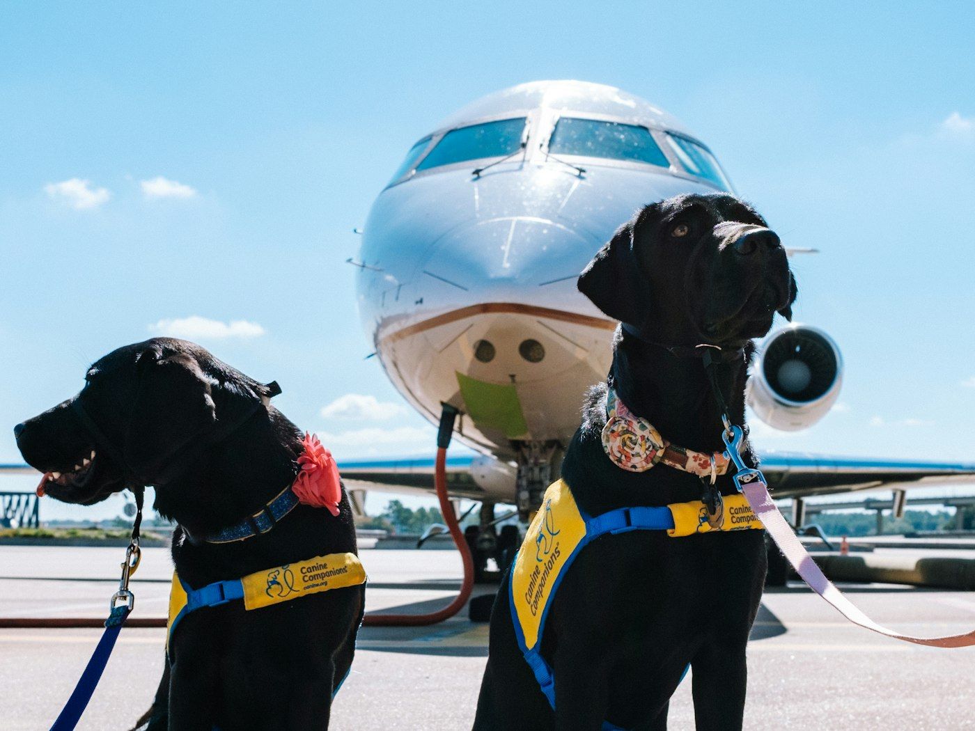 Perros en un aeropuerto antes de viajar