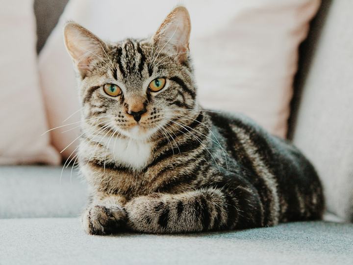 Gata atigrada tumbada en el sofá