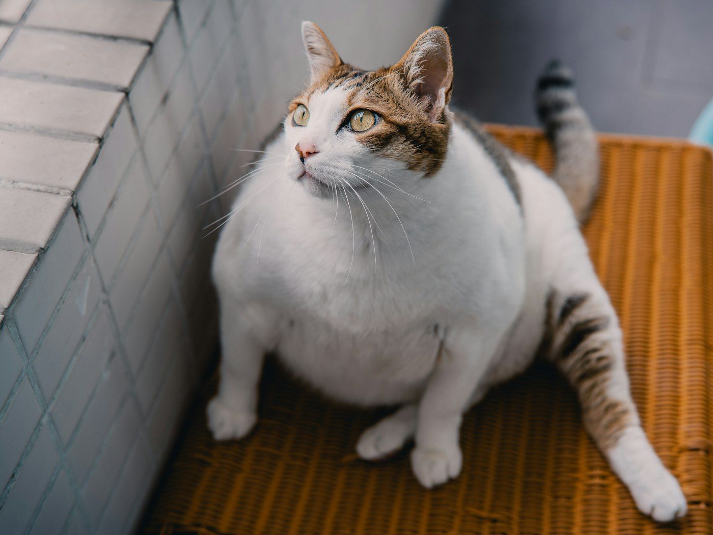 Gato con sobrepeso sentado en casa