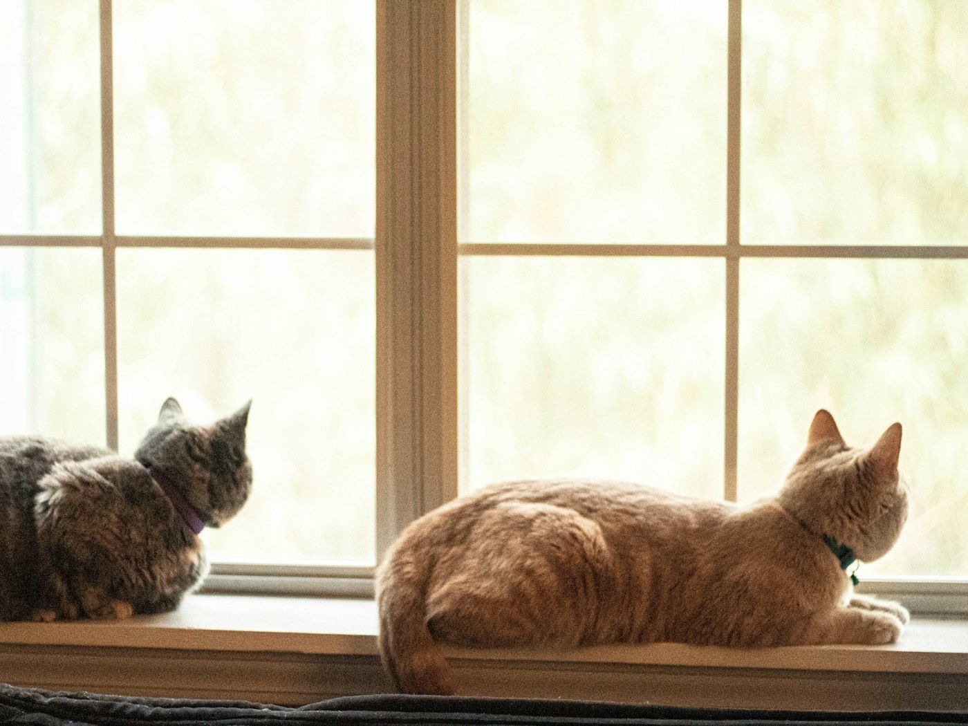 Gatos tumbados junto a una ventana