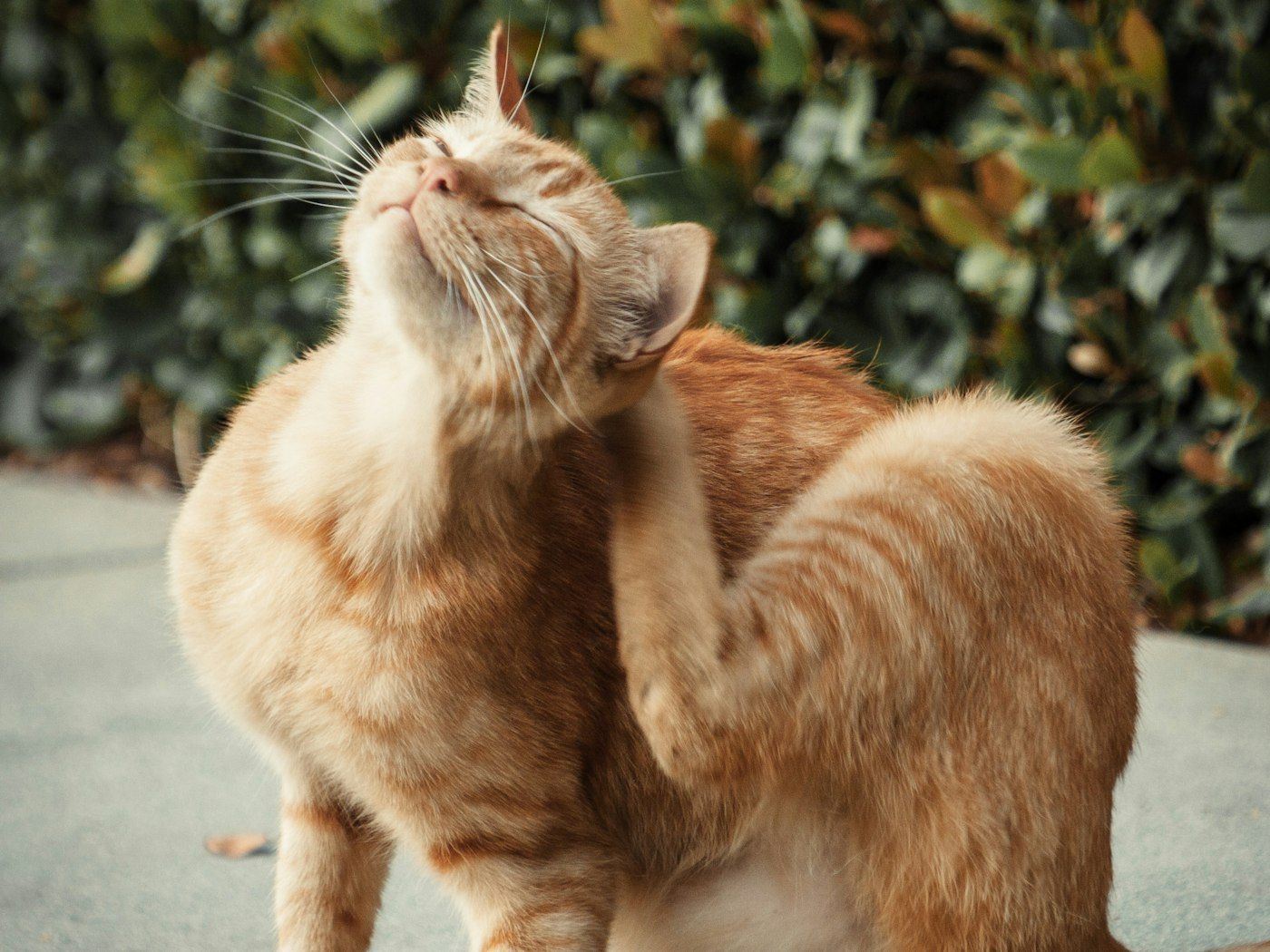 Gato rascándose la oreja