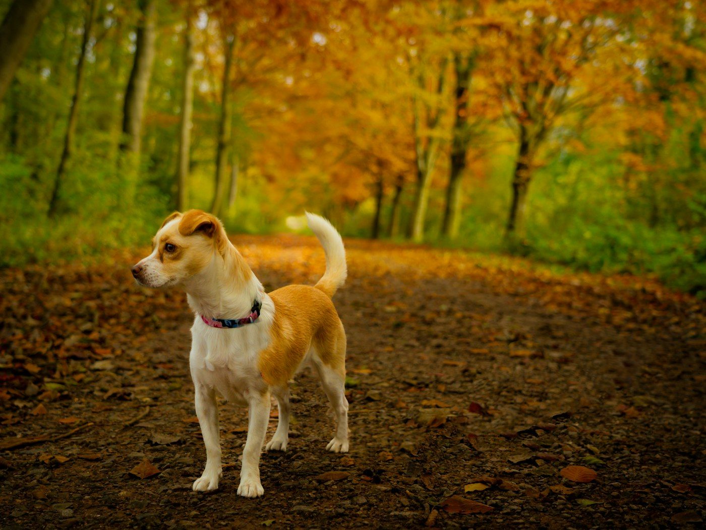 Perra paseando por un camino de otoño