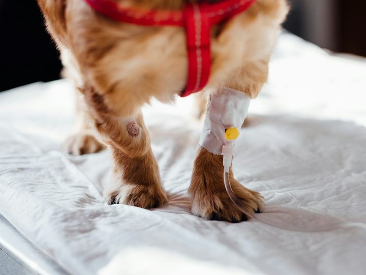 Perro con la pata vendada tras una lesión
