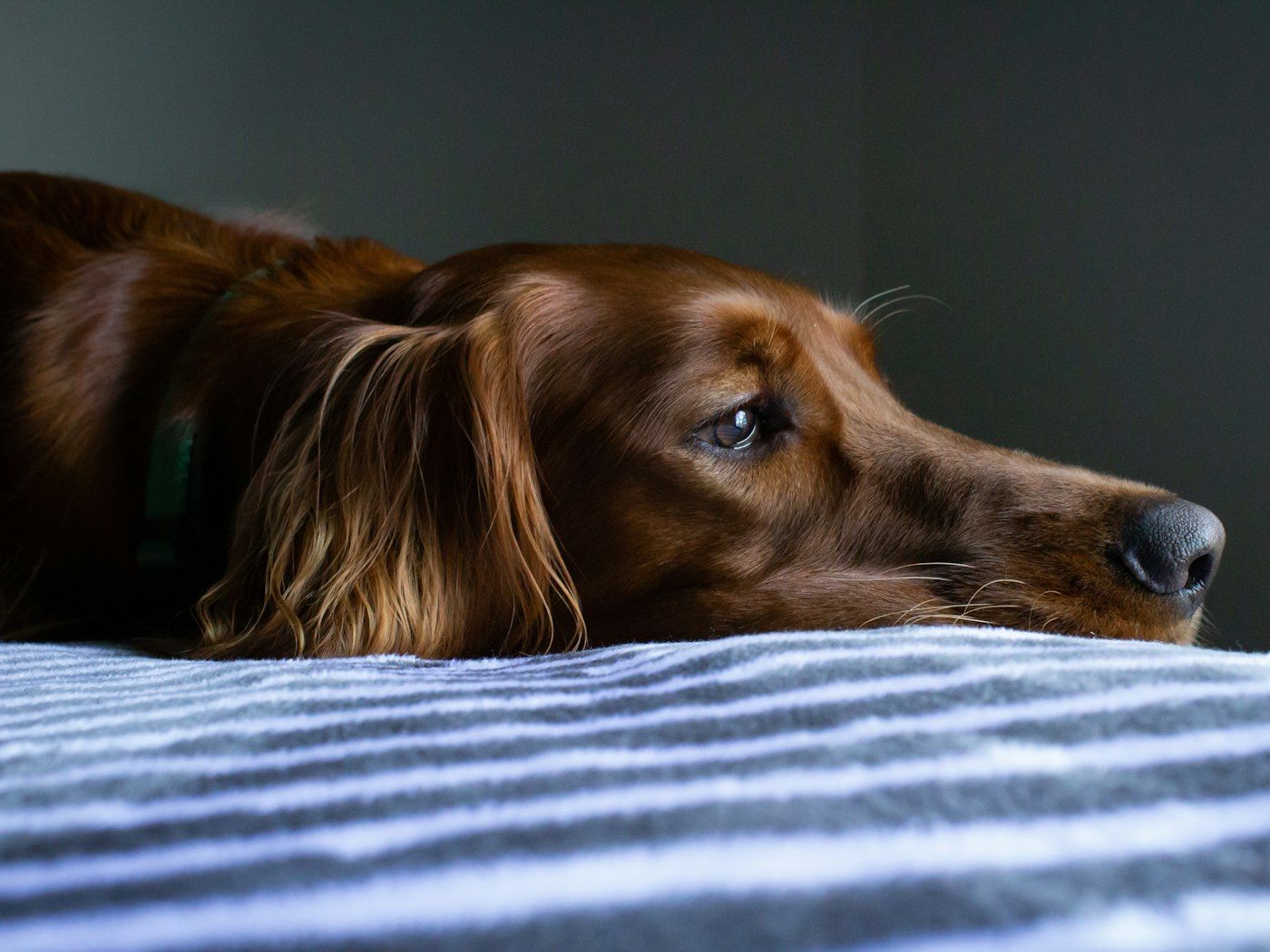 Perro decaído tumbado en la cama