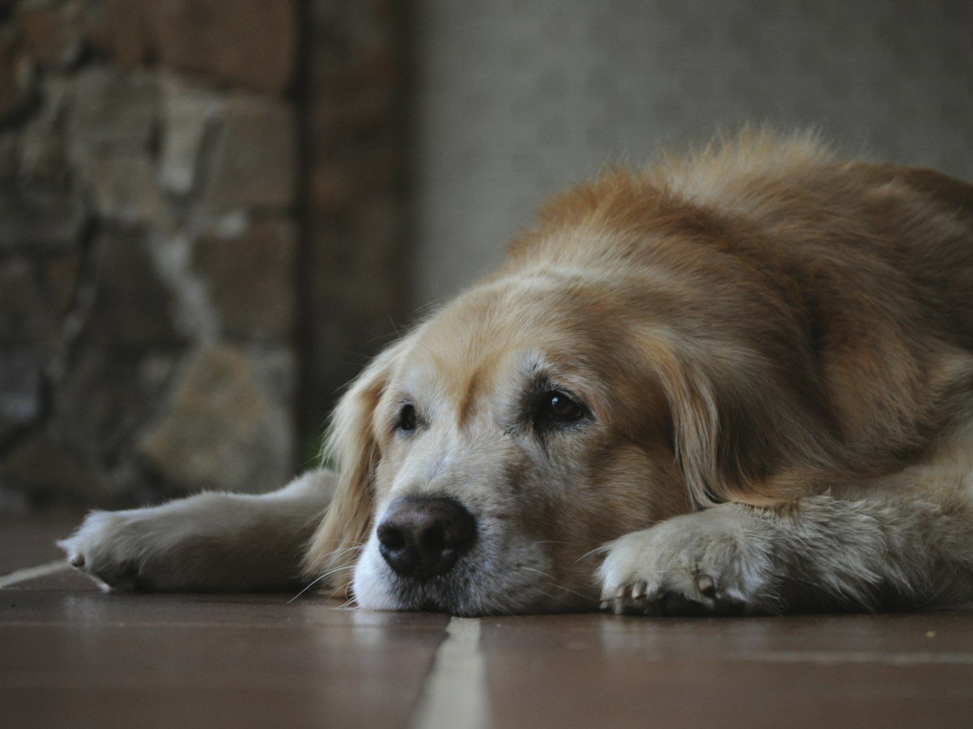 Perro mayor descansando en el suelo