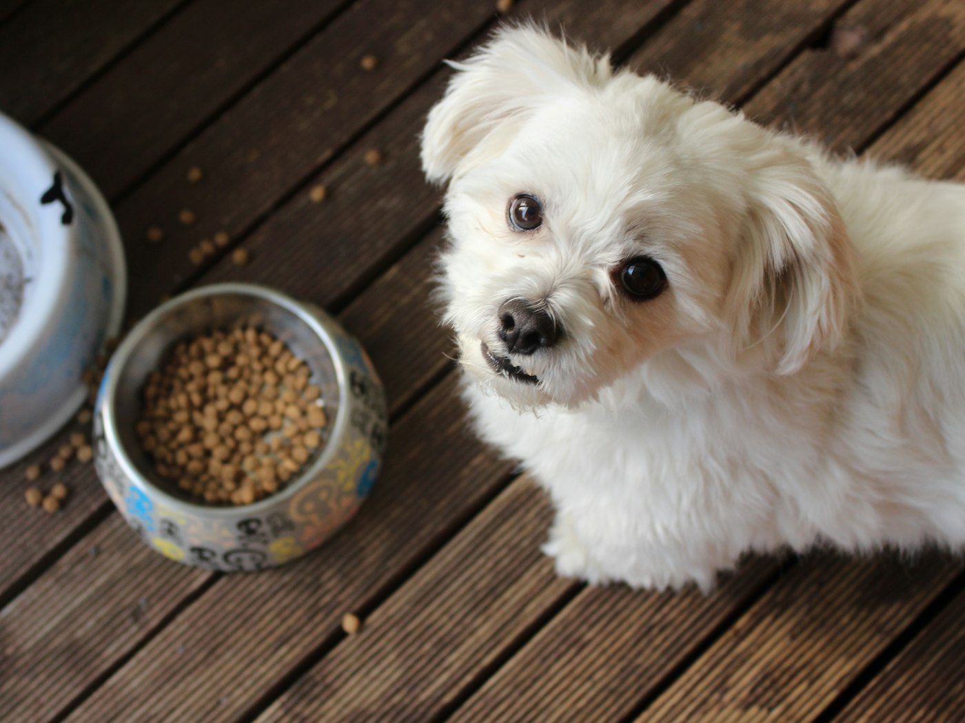 Perro junto a su comedero sin comer
