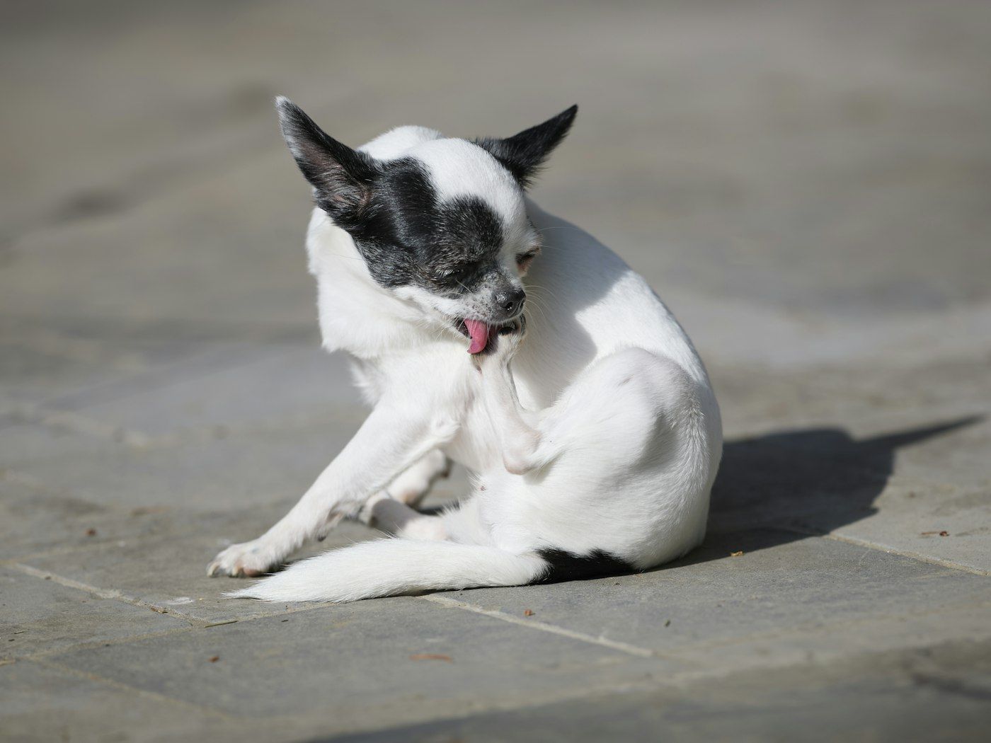 Perro rascándose por picor de pulgas