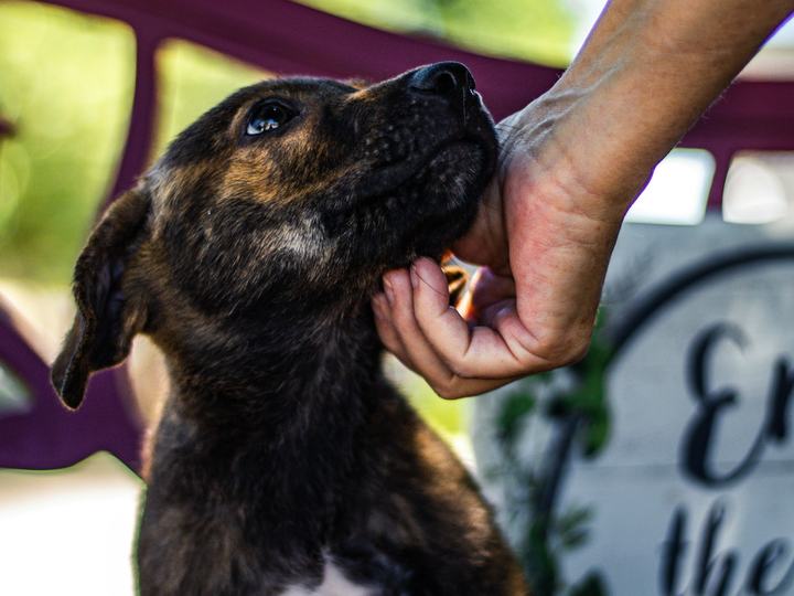 Cachorro recién adoptado recibiendo caricias