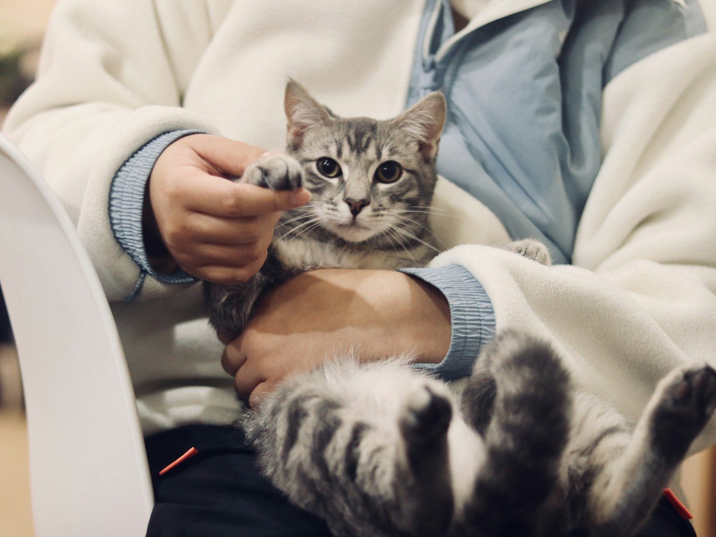 Gatito en brazos de su familia