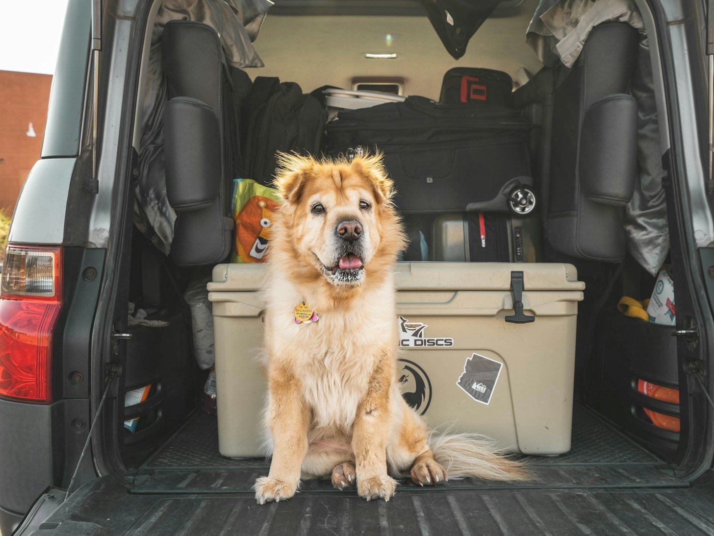 Perro sentado en el maletero preparado para viajar